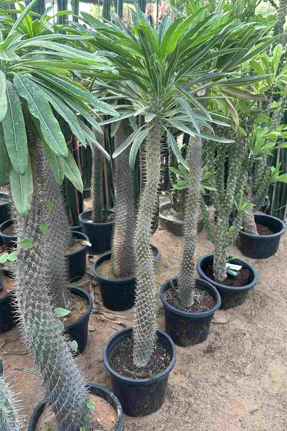 Pachypodium Lamerei or Madagascar Palm