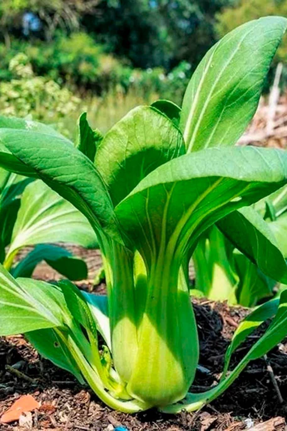 Pak Choi Seeds