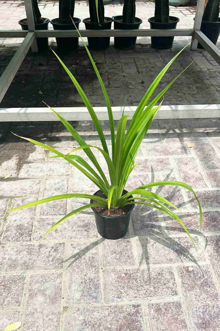 Pandanus Green Mini