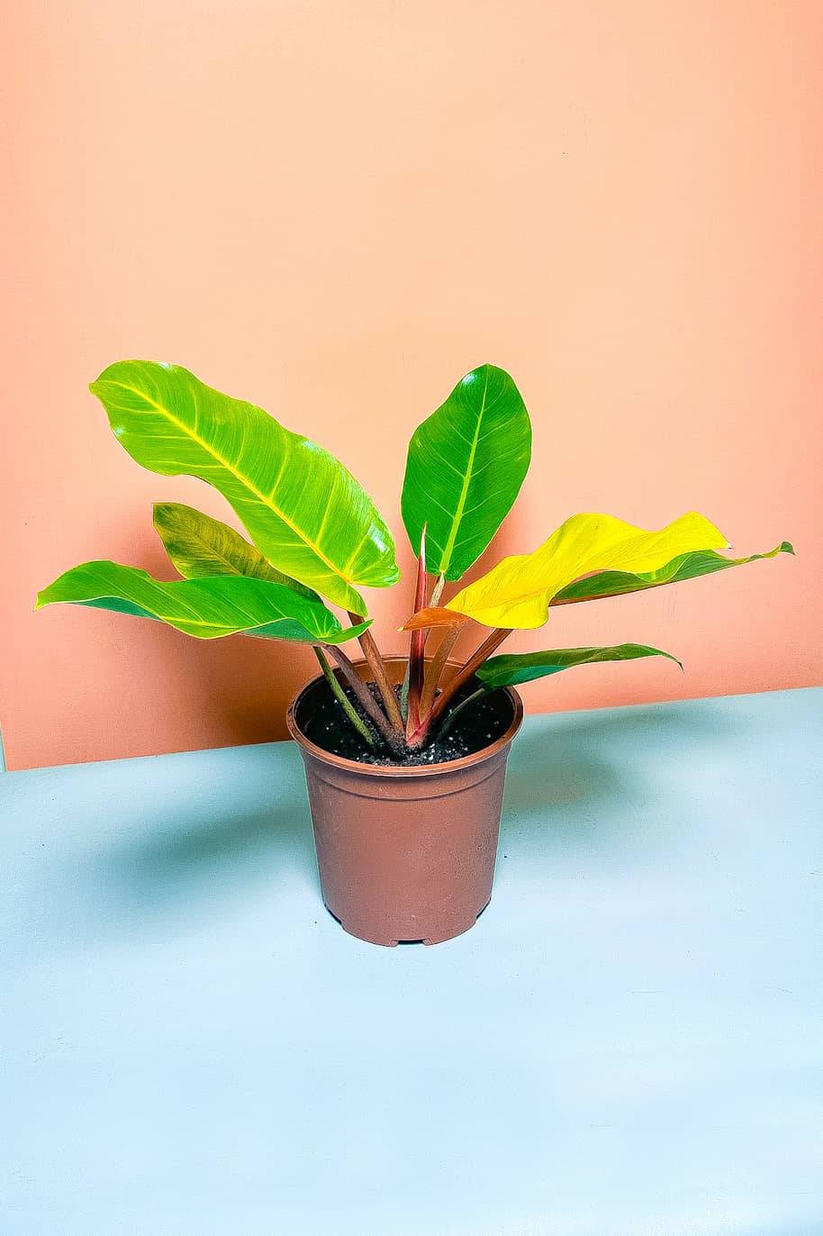 Philodendron Prince of Orange Cherry Red