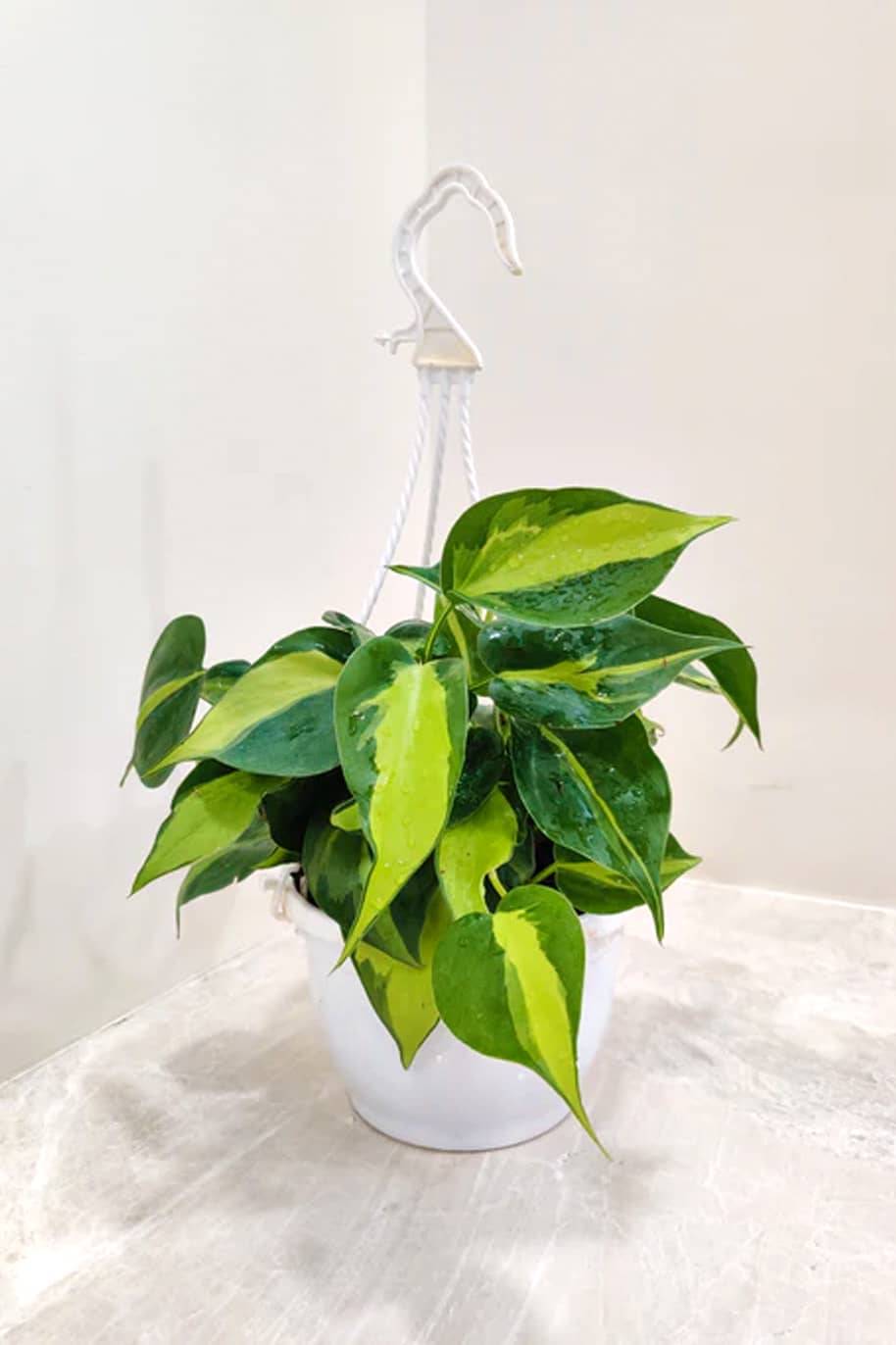 Philodendron Brasil Hanging