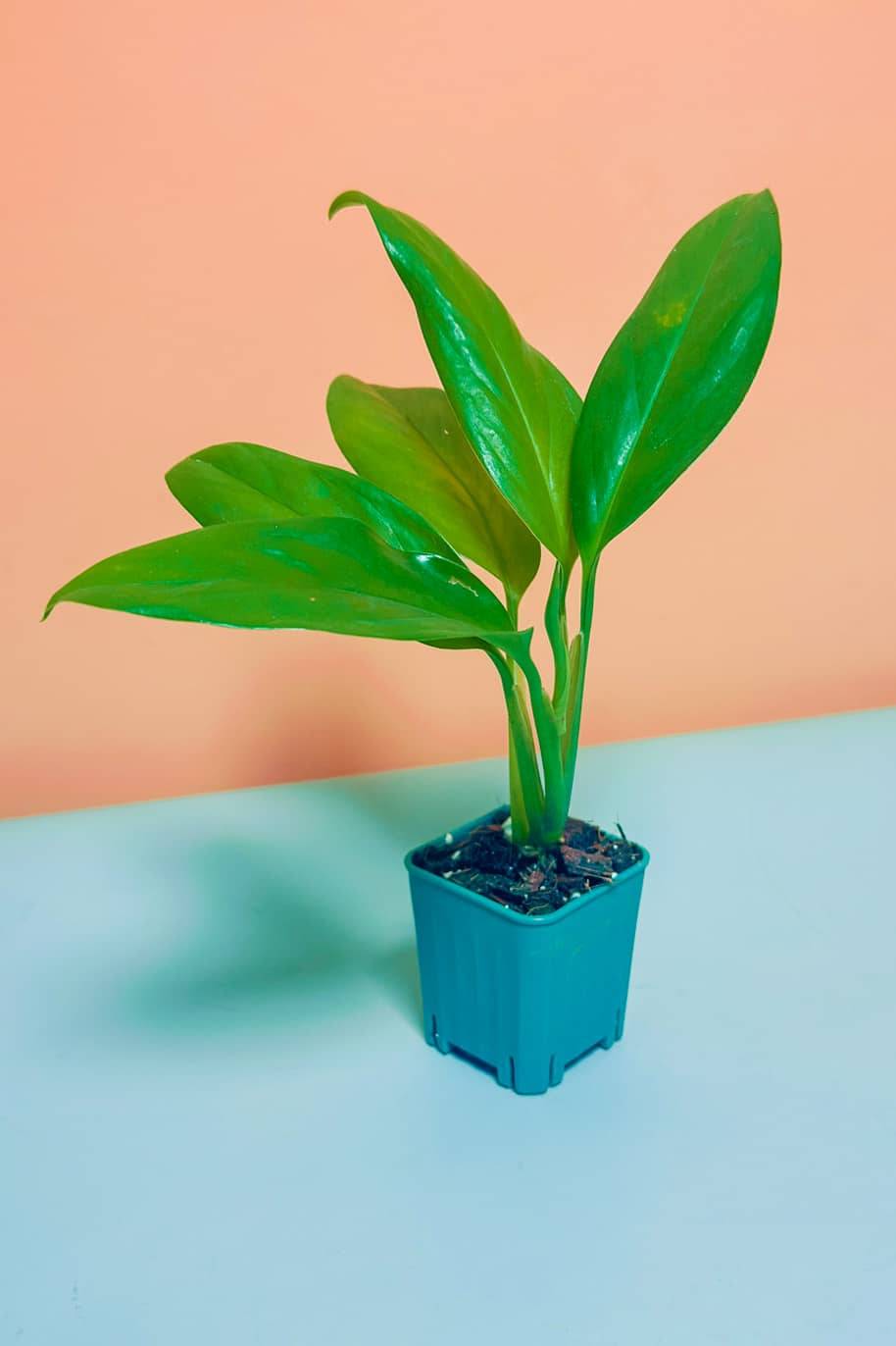 Philodendron Cobra Green Mini