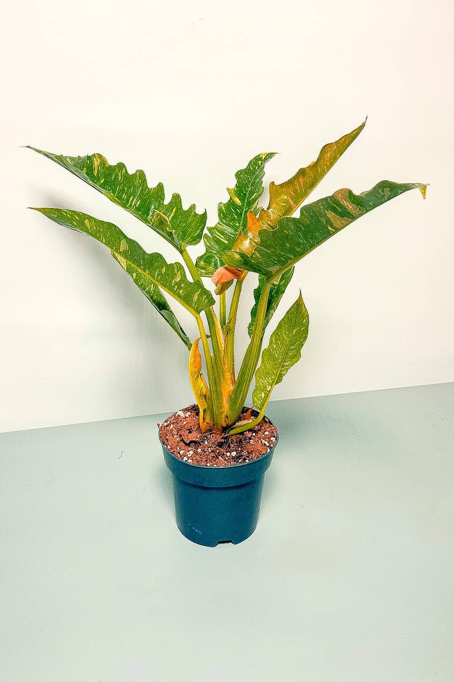 Philodendron Narrow Escape Variegated