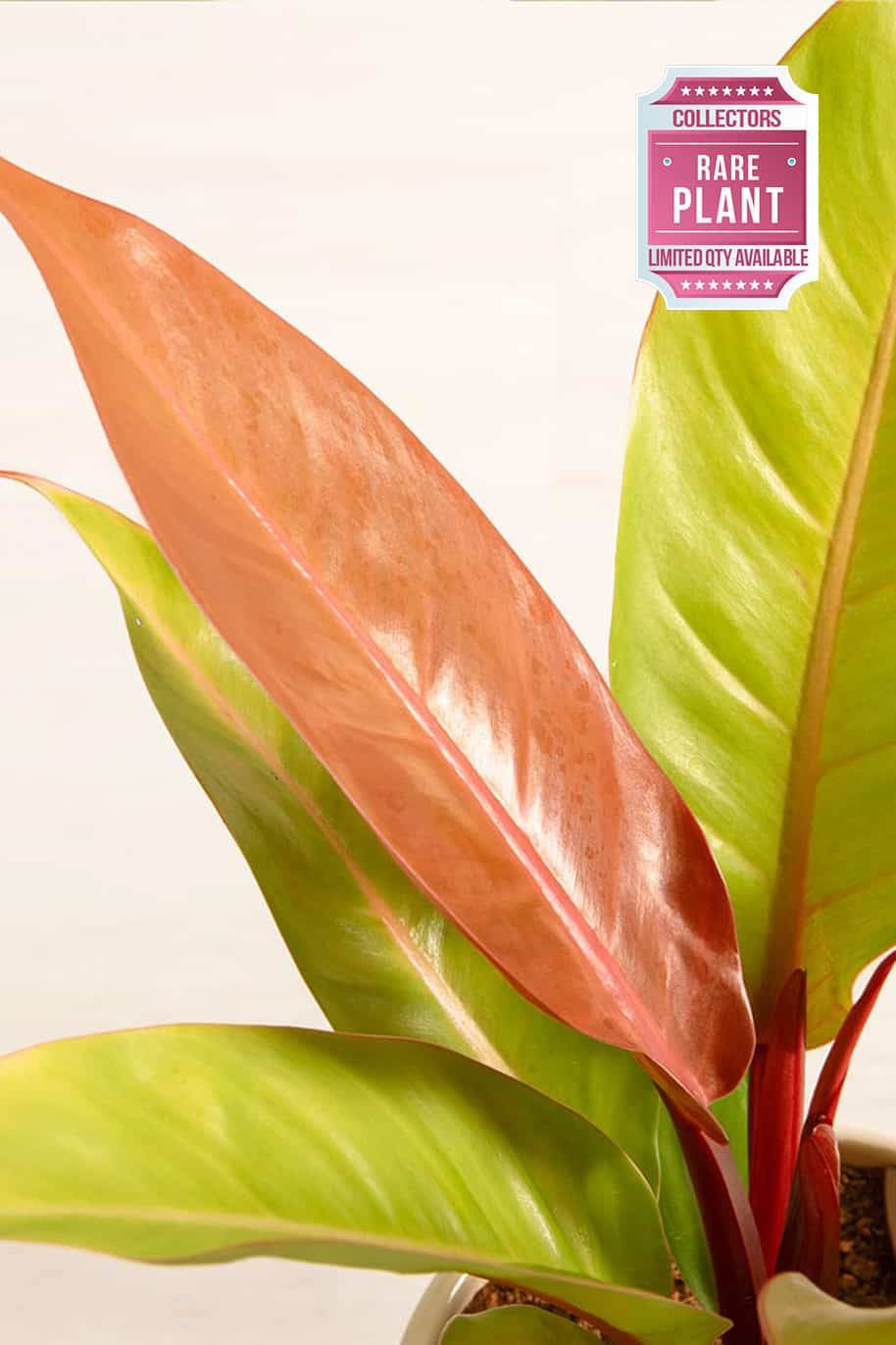 Philodendron Prince of Orange Cherry Red