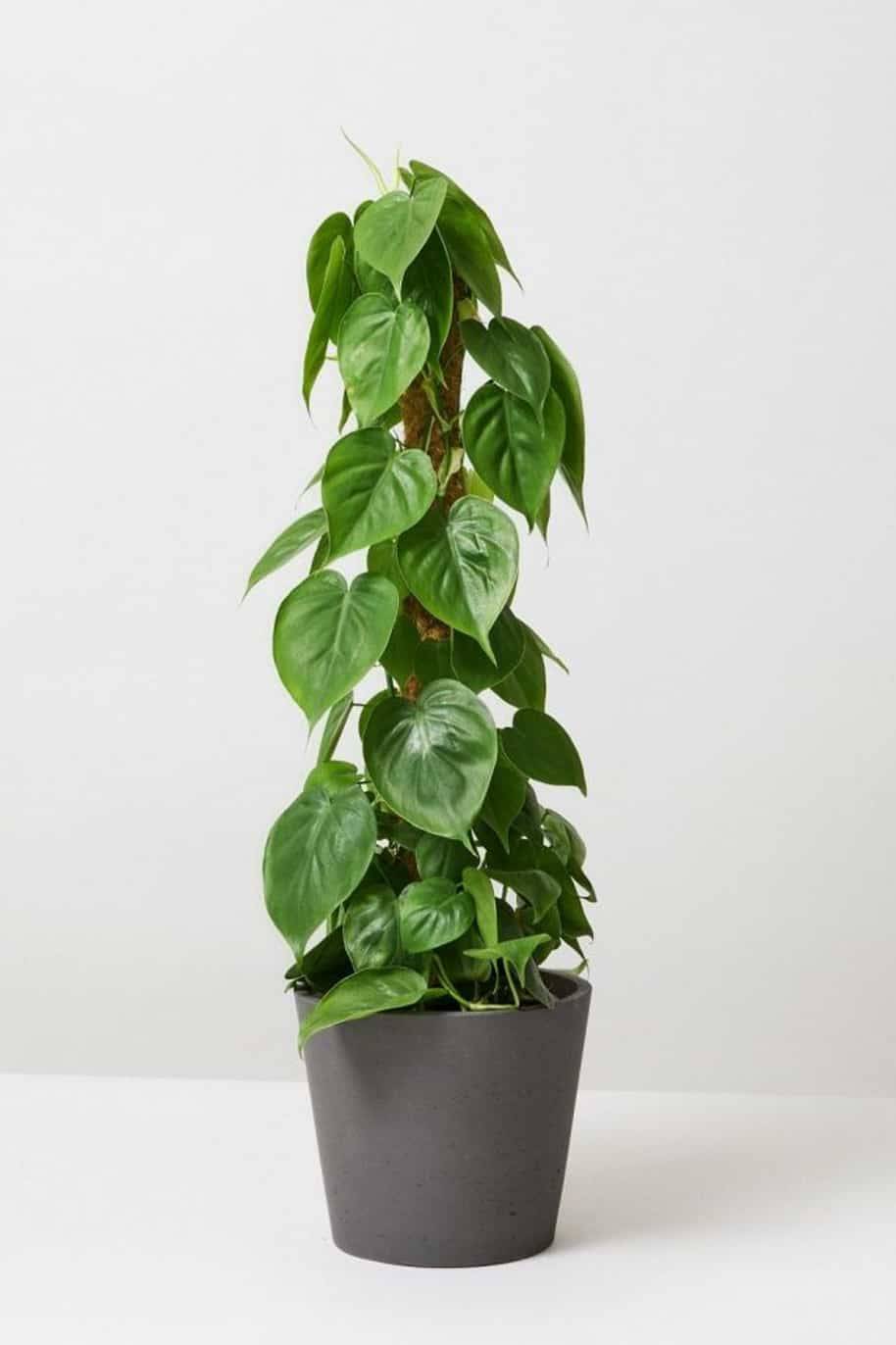 Philodendron Scandens - English Ivy Variegated - Indoor Plants ...