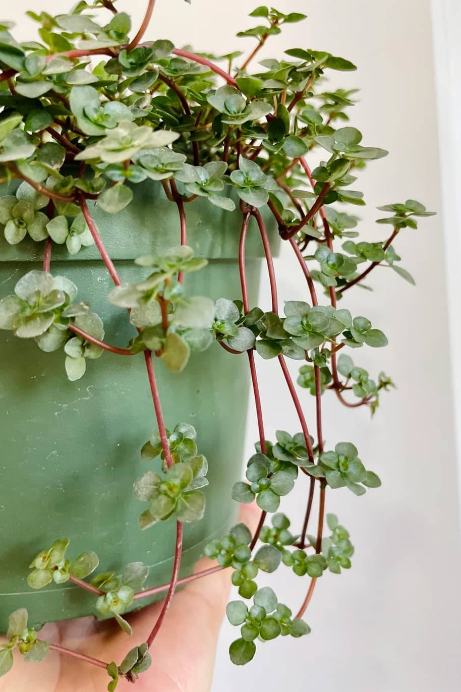 Pilea Glauca