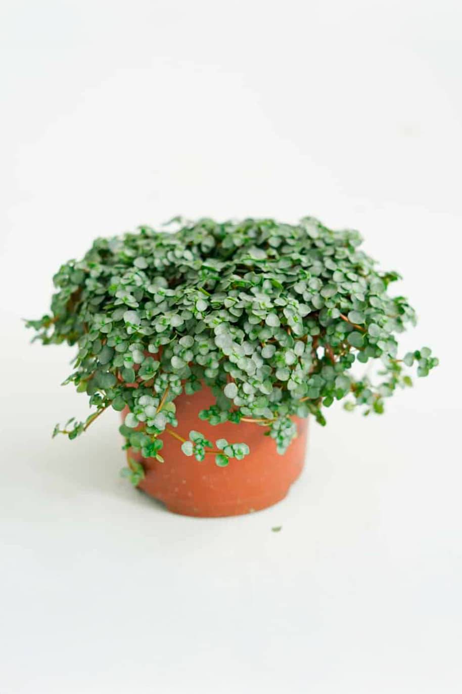 Pilea Glaucophylla