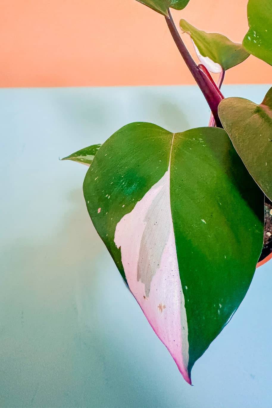 Philodendron Pink Princess Small