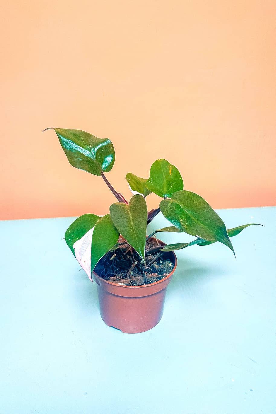 Philodendron Pink Princess Small