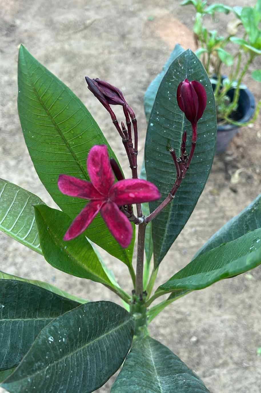 Plumeria Red