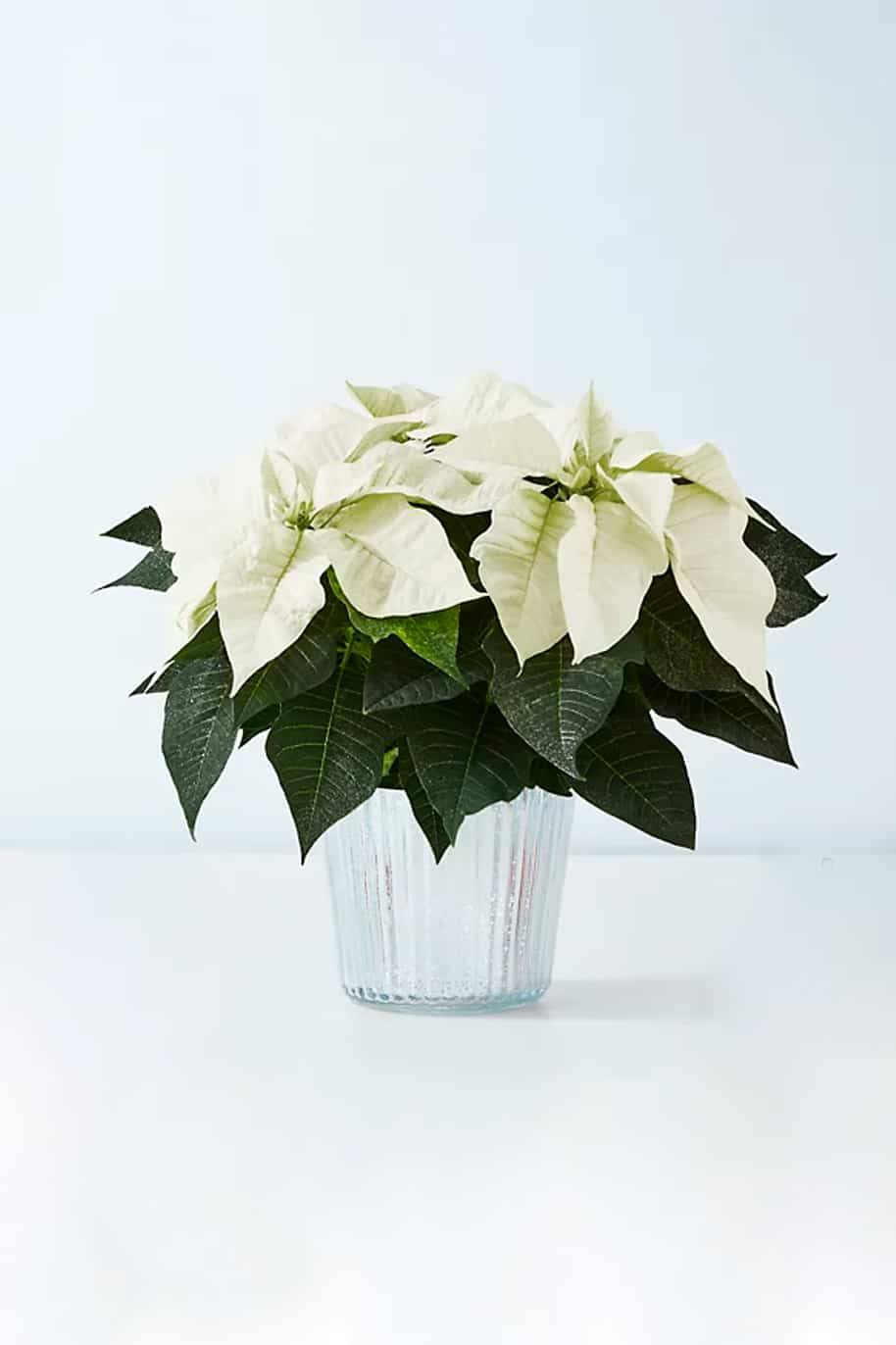 White poinsettia shop