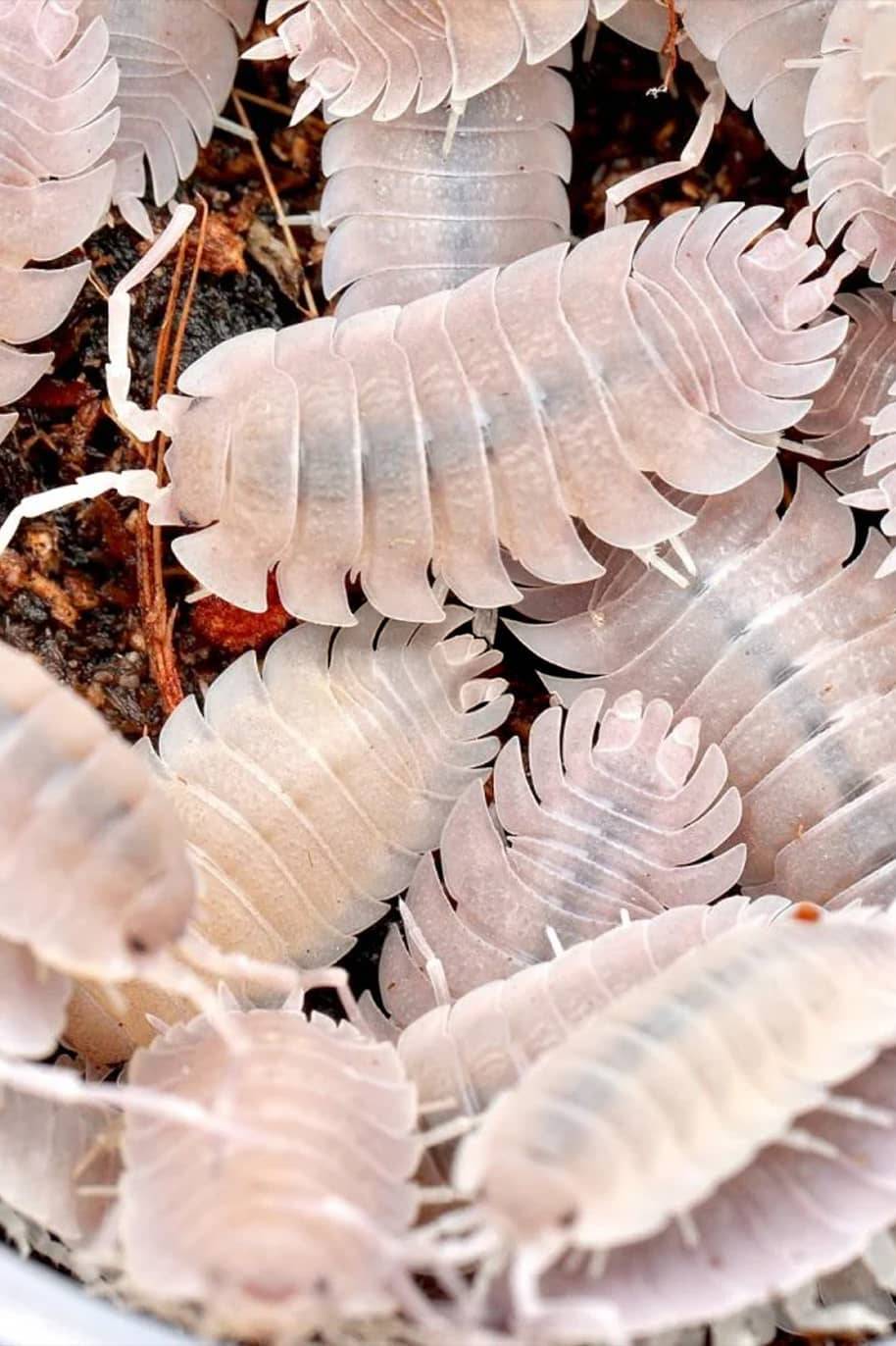 Porcellio Incanus Baeticensis Isopods