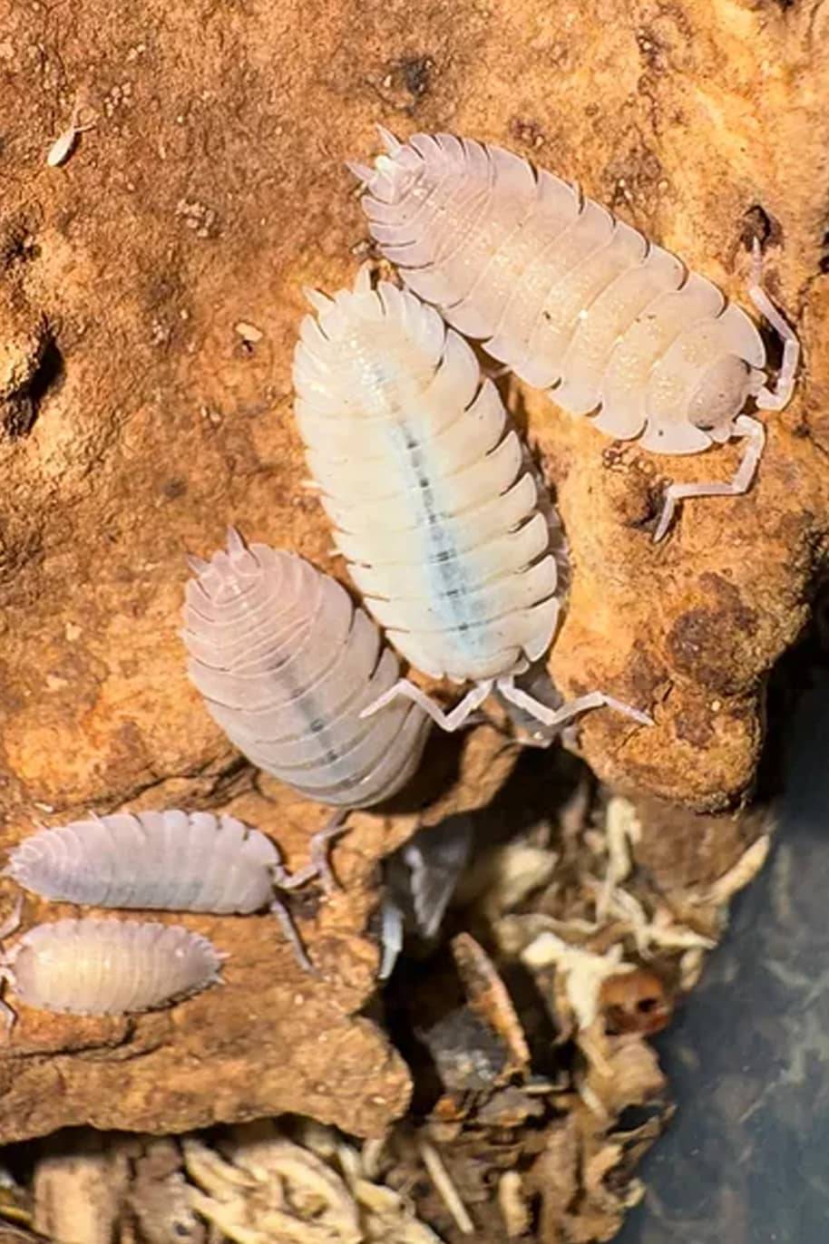 Porcellio Incanus Baeticensis Isopods