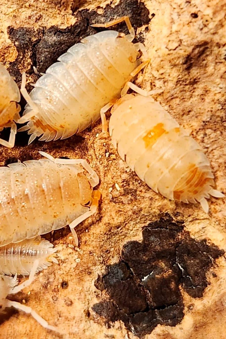 Porcellio Orange Koi Isopods