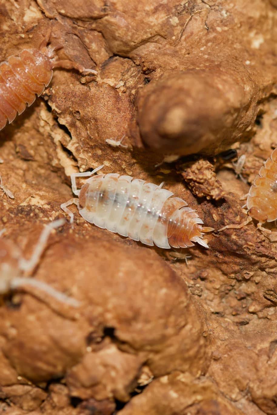 Porcellio Orange Koi Isopods