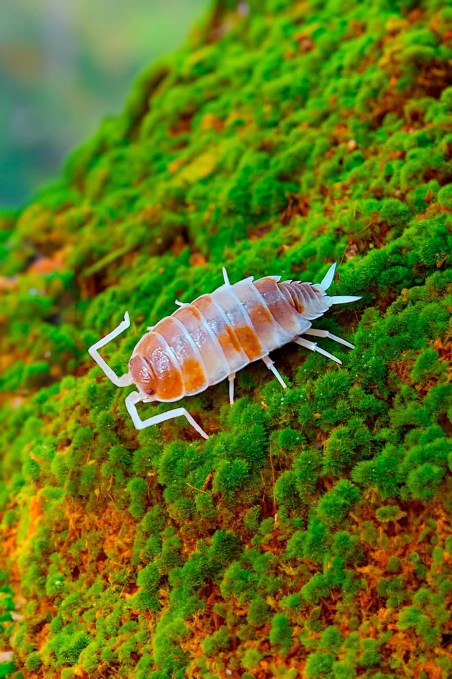 Porcellio Orange Koi Isopods