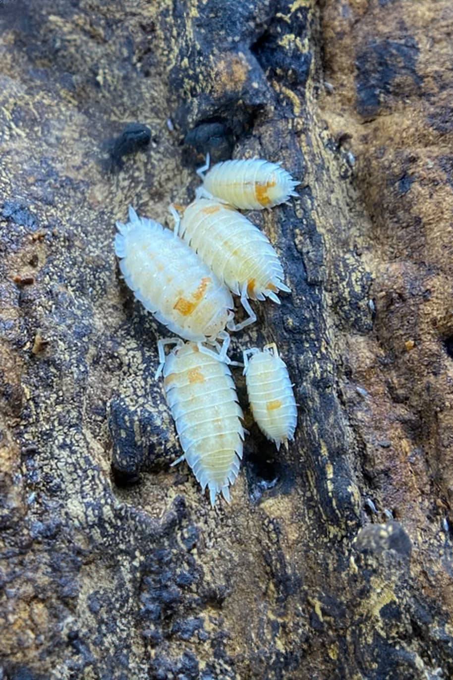 Porcellio Orange Dalmatian Isopods