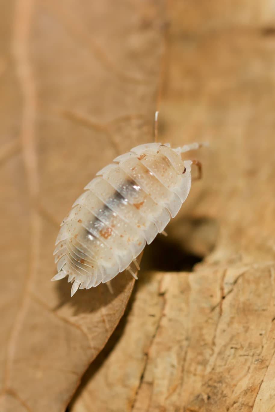 Porcellio Orange Dalmatian Isopods