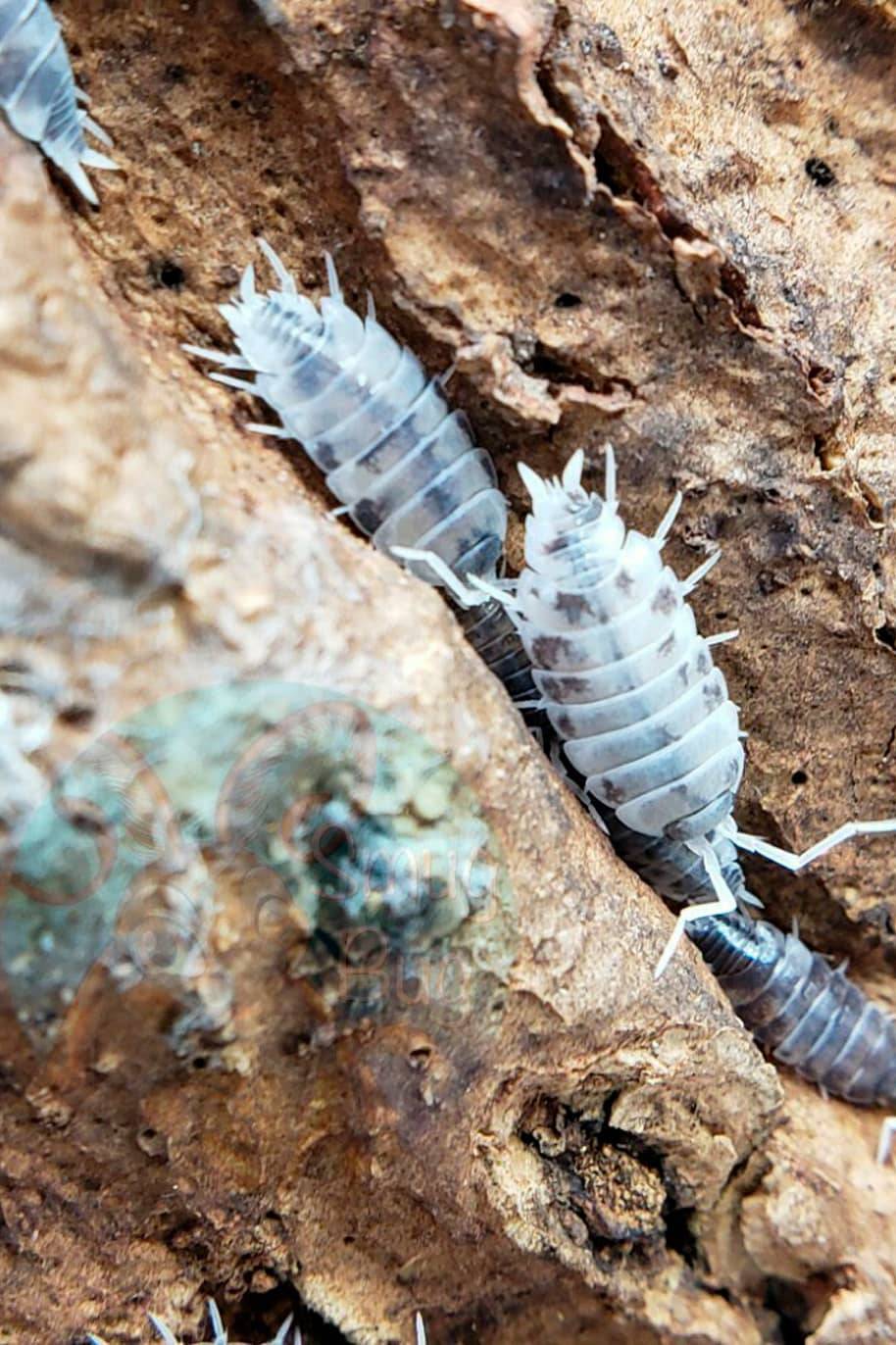 Porcellio Oreo Crumble Isopods