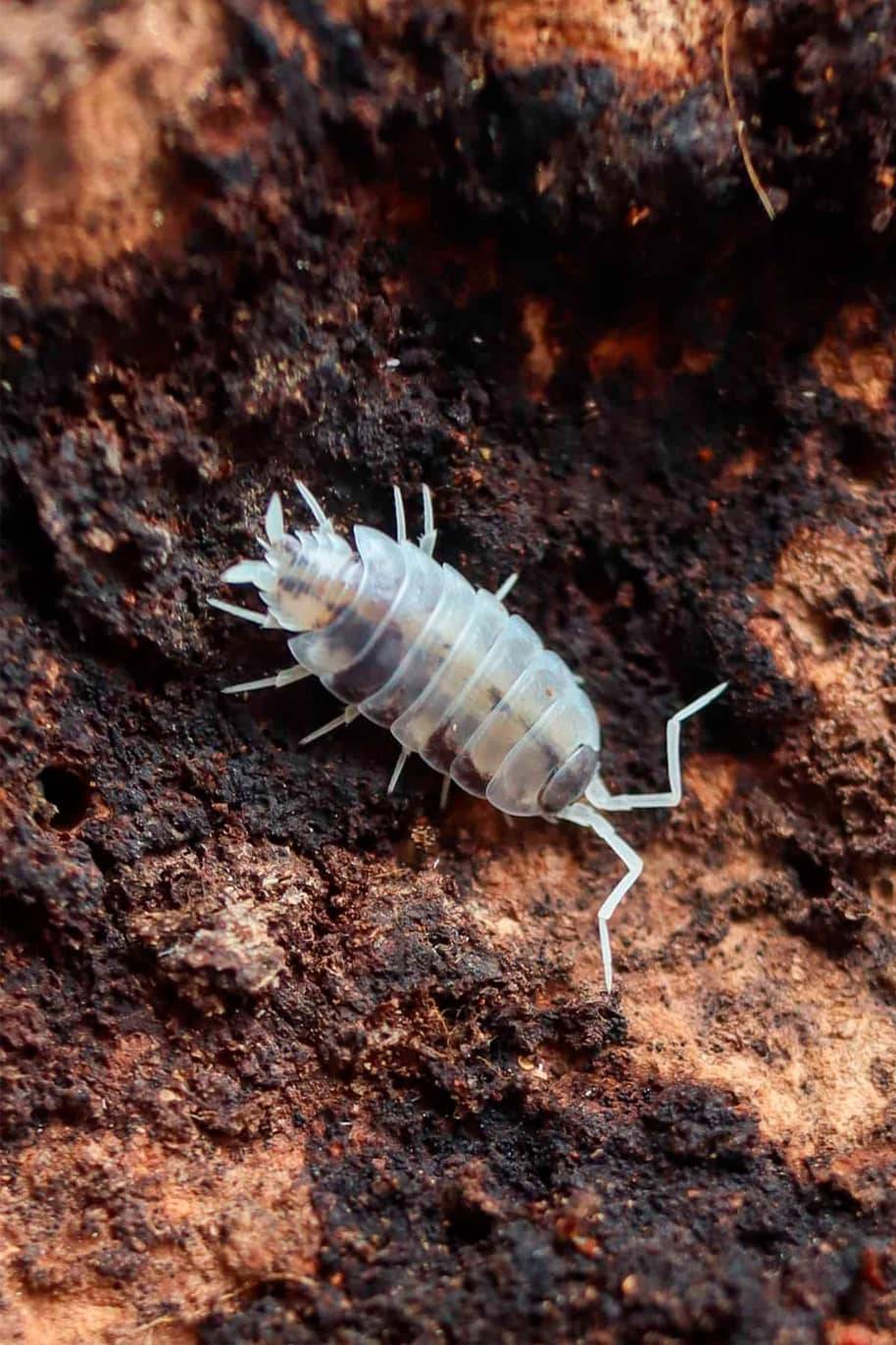 Porcellio Oreo Crumble Isopods