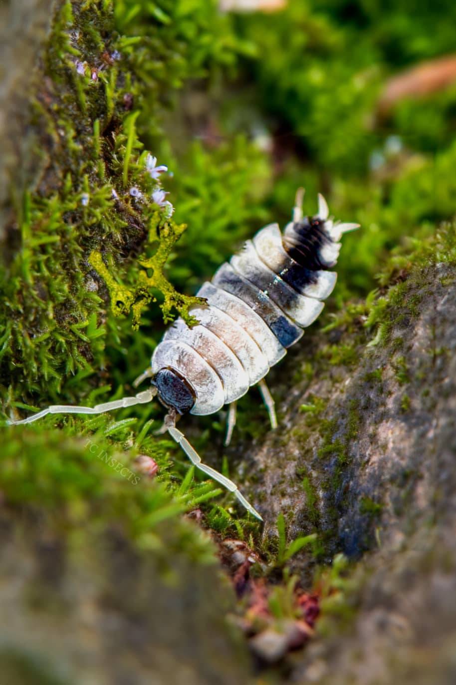 Porcellio Oreo Crumble Isopods