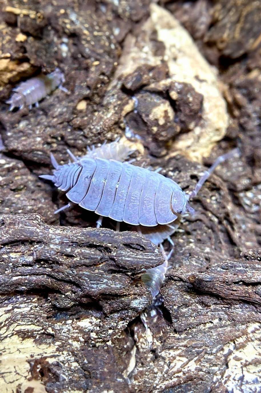 Powder Blue Isopods