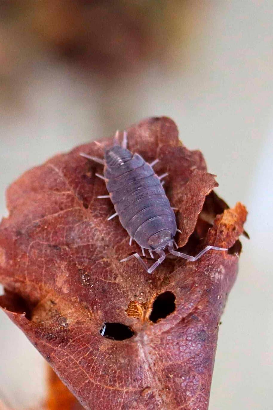 Powder Blue Isopods