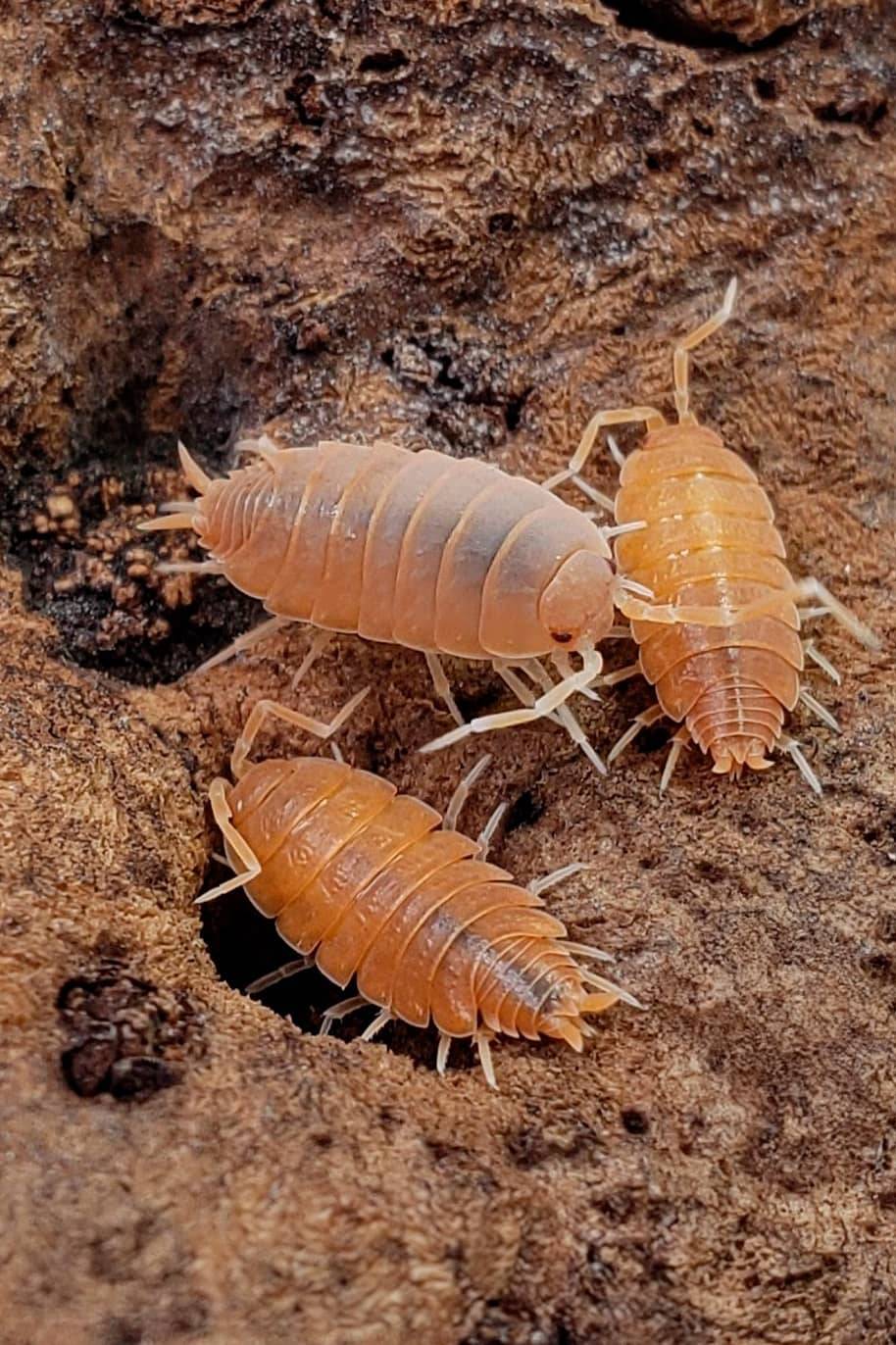 Powder Orange Isopods