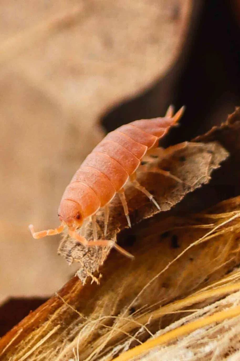 Powder Orange Isopods