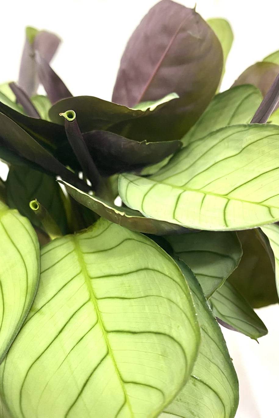 Prayer Plant Maranta