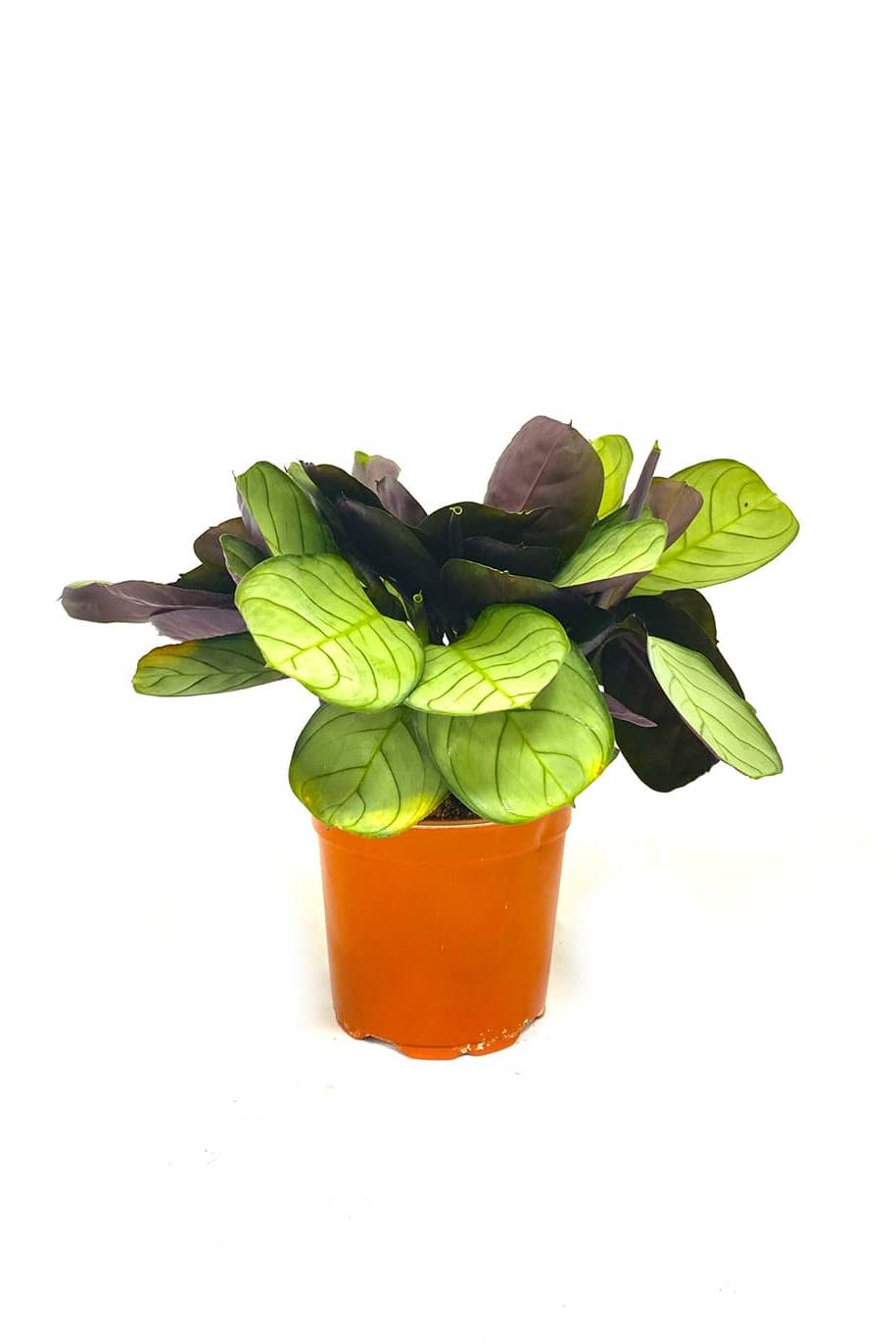 Prayer Plant Maranta