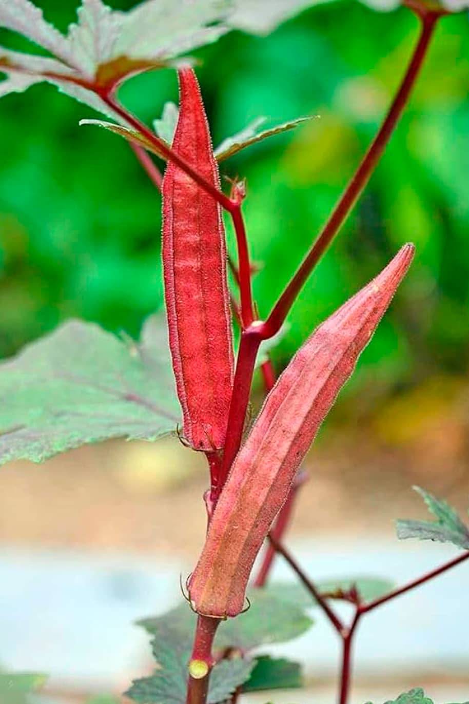 Red Ladies Finger F1 Hybrid Okra seeds