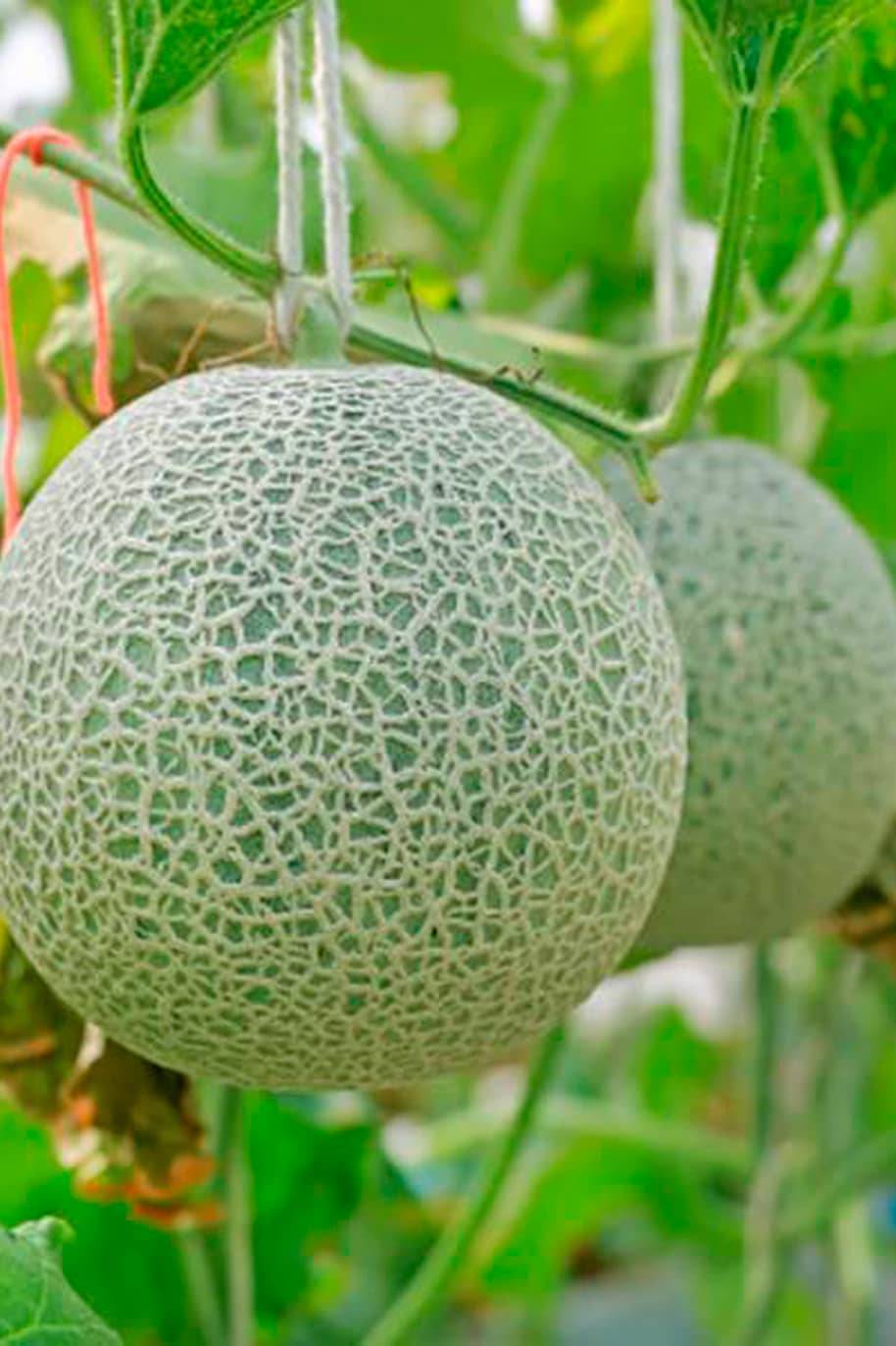 Rock Melon Seeds