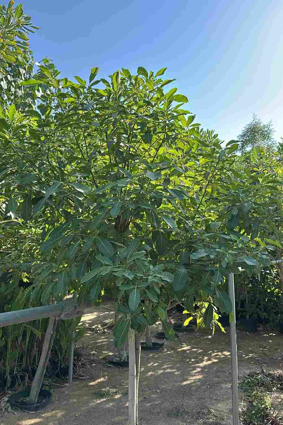 Rosy Trumpet Tree Single Head