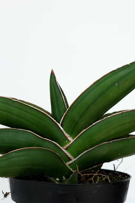 Sansevieria Samurai Indoor Plants Plantshopme 