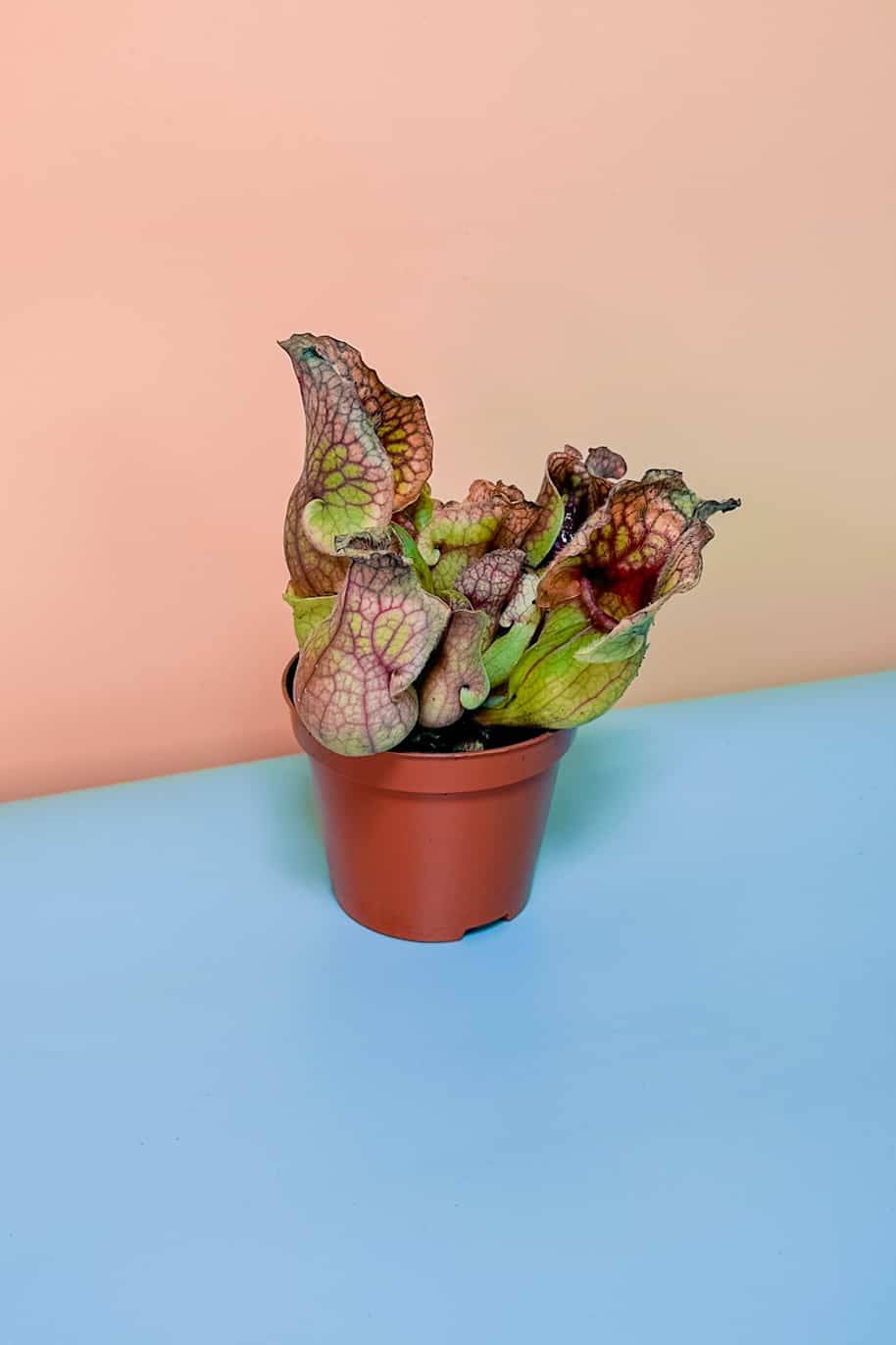 Sarracenia Carnivorous Mini