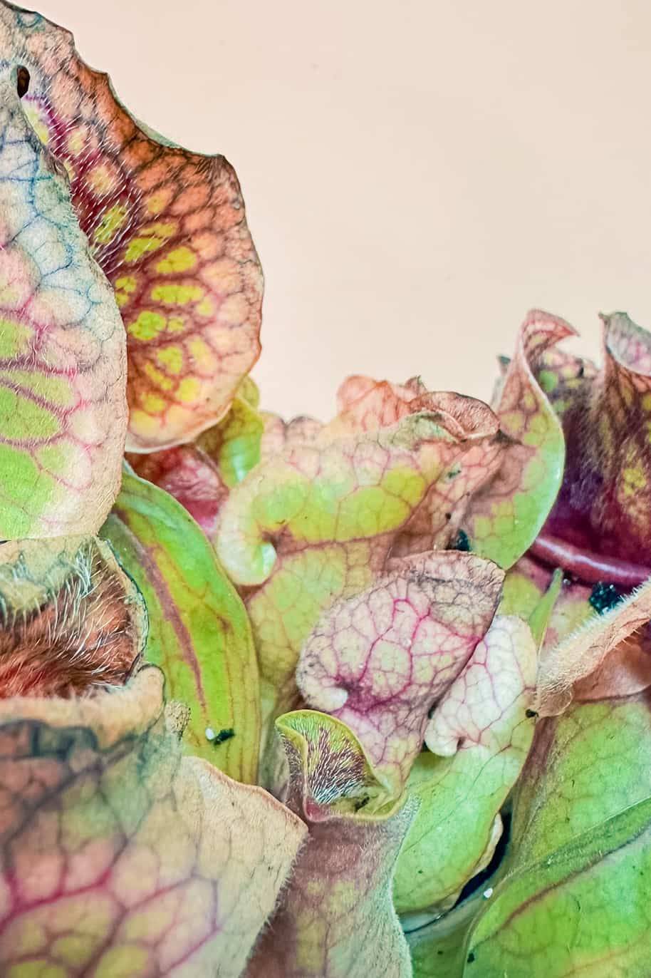 Sarracenia Carnivorous Mini