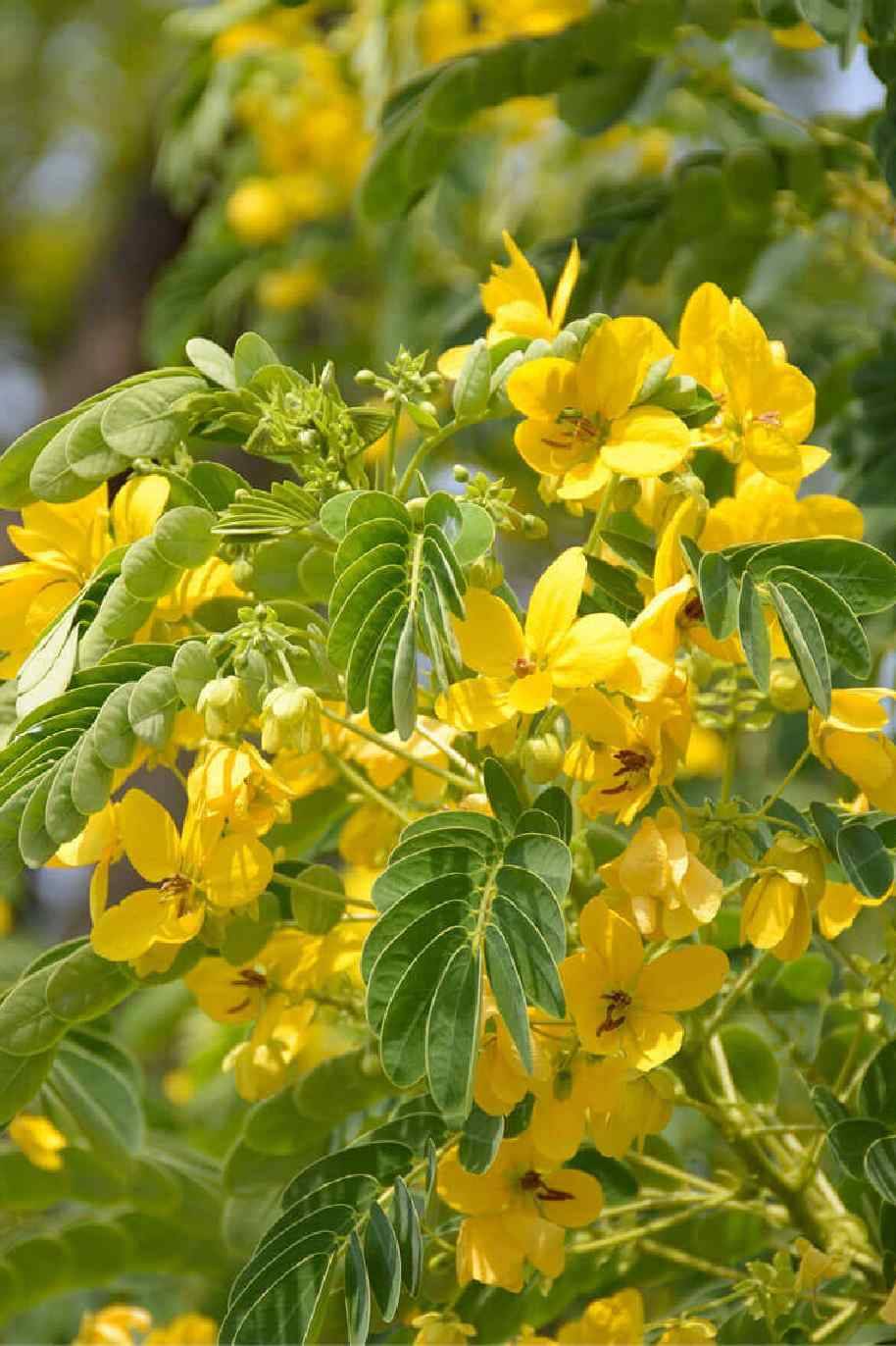 Scrambled Egg Tree Or Cassia Surattensis