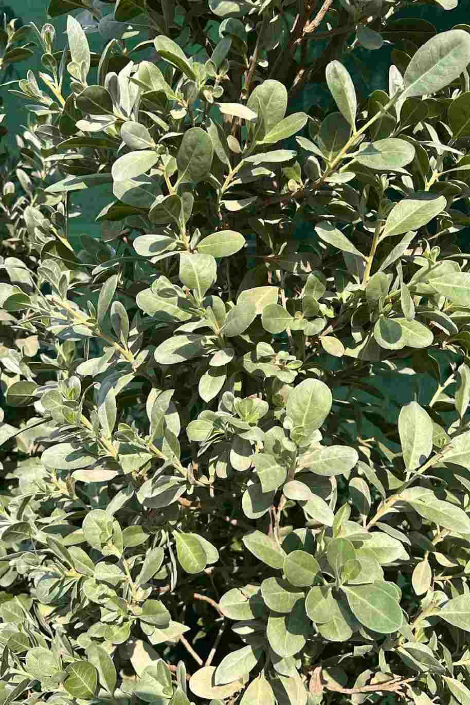 Conocarpus erectus var. sericeus