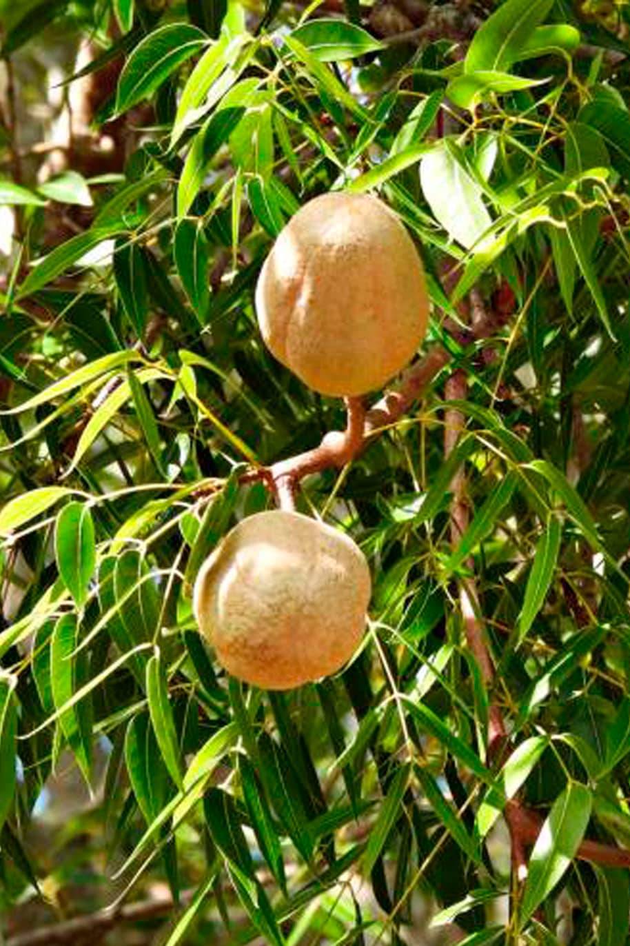 Sky Fruit Seeds