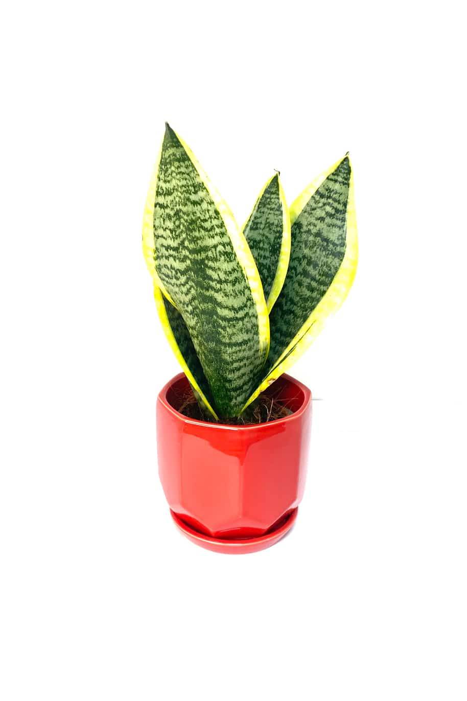 Snake Plant Mini