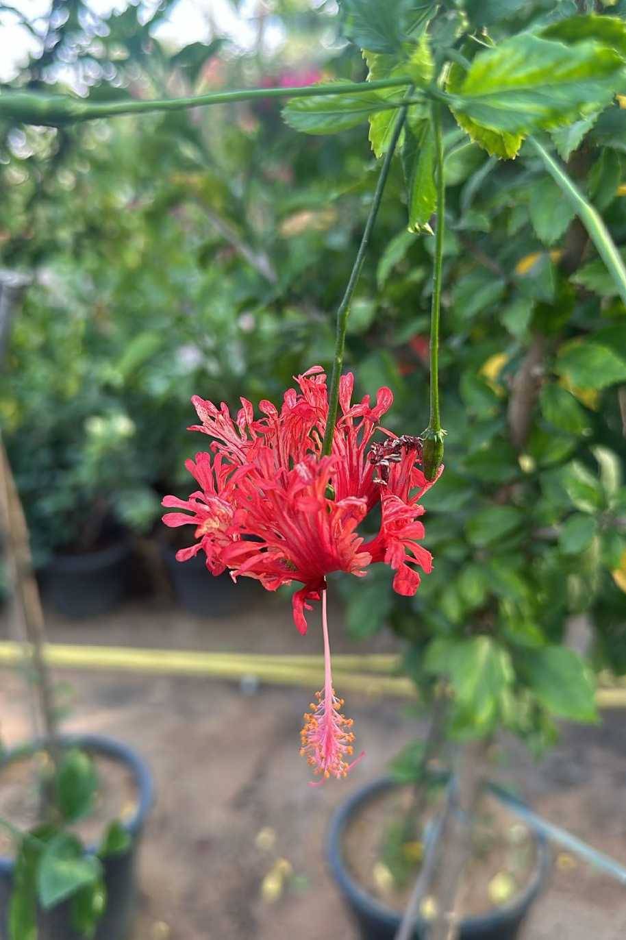 Spider Hibiscus Grafted