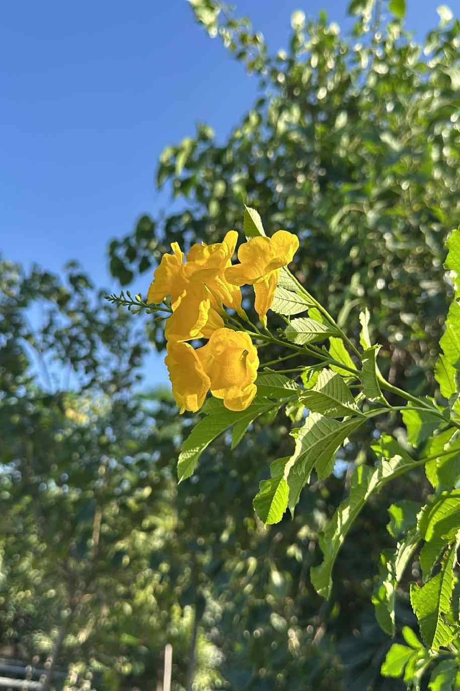 Tecoma Stans Bushy