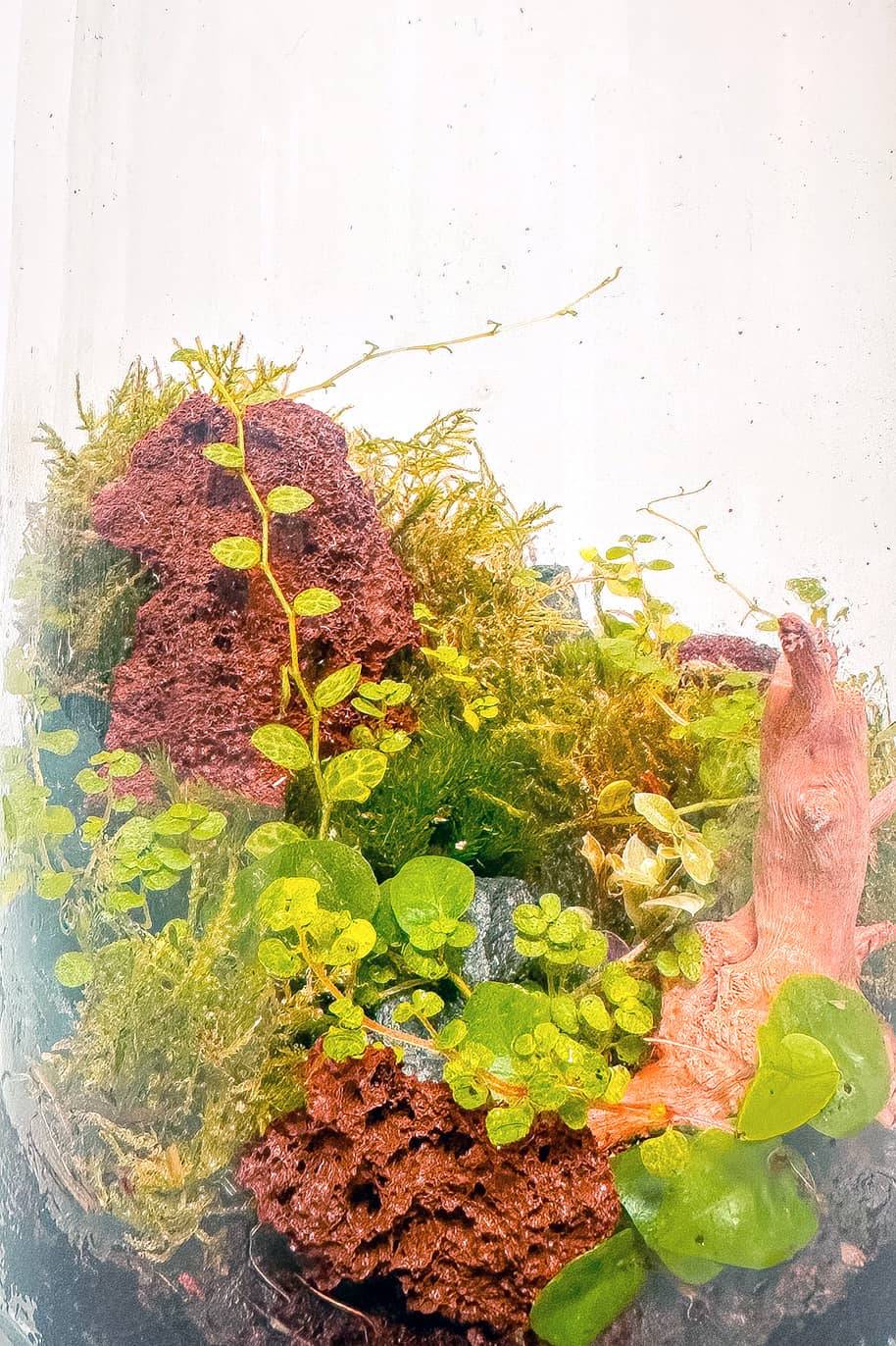 Terrano Closed Terrarium