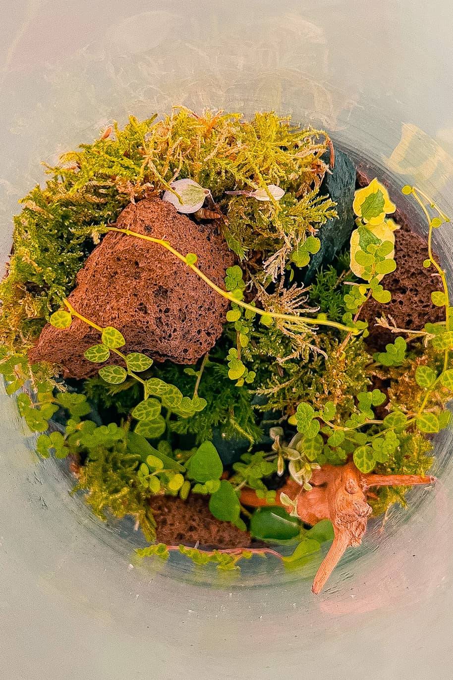 Terrano Closed Terrarium