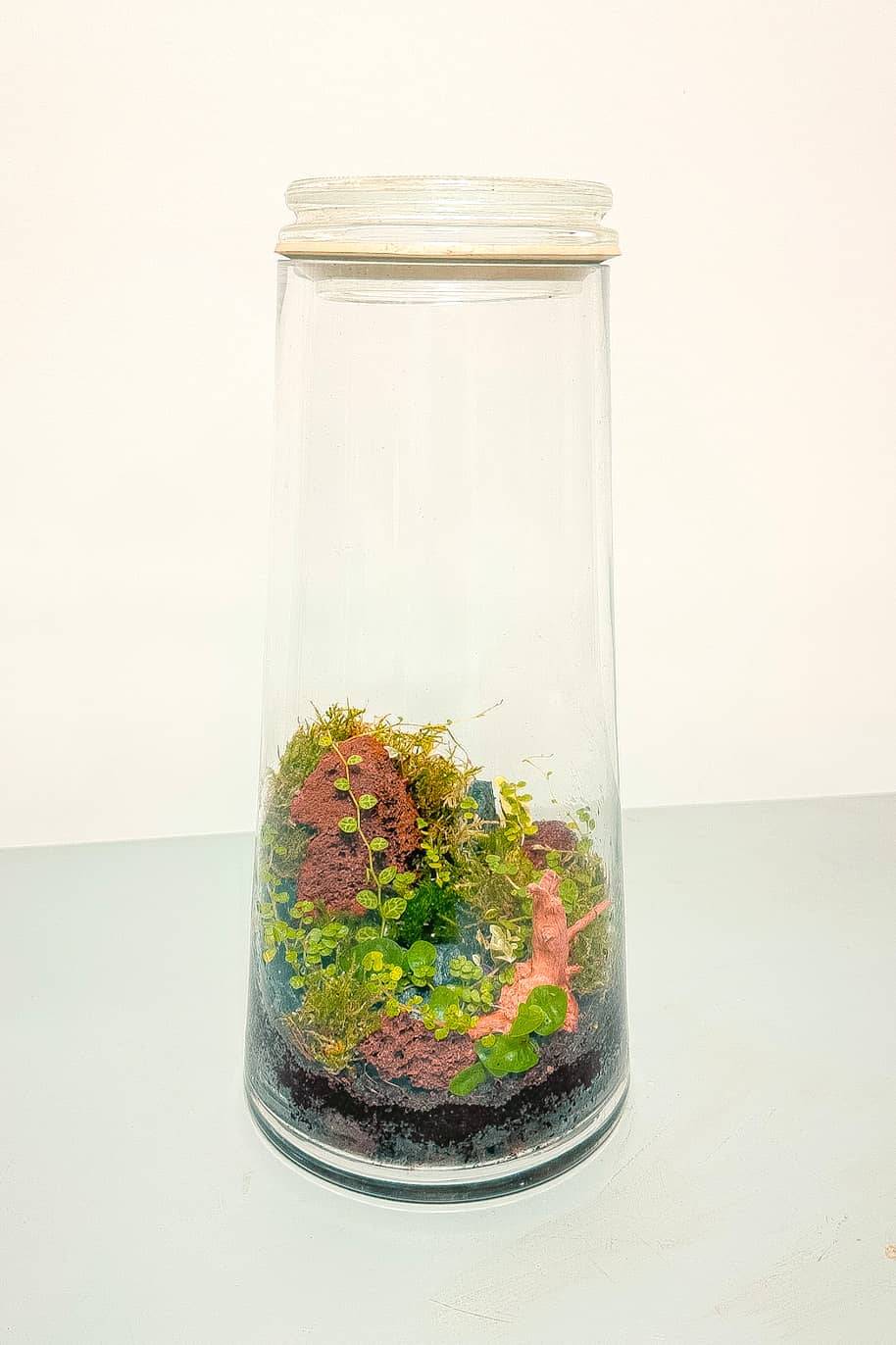 Terrano Closed Terrarium