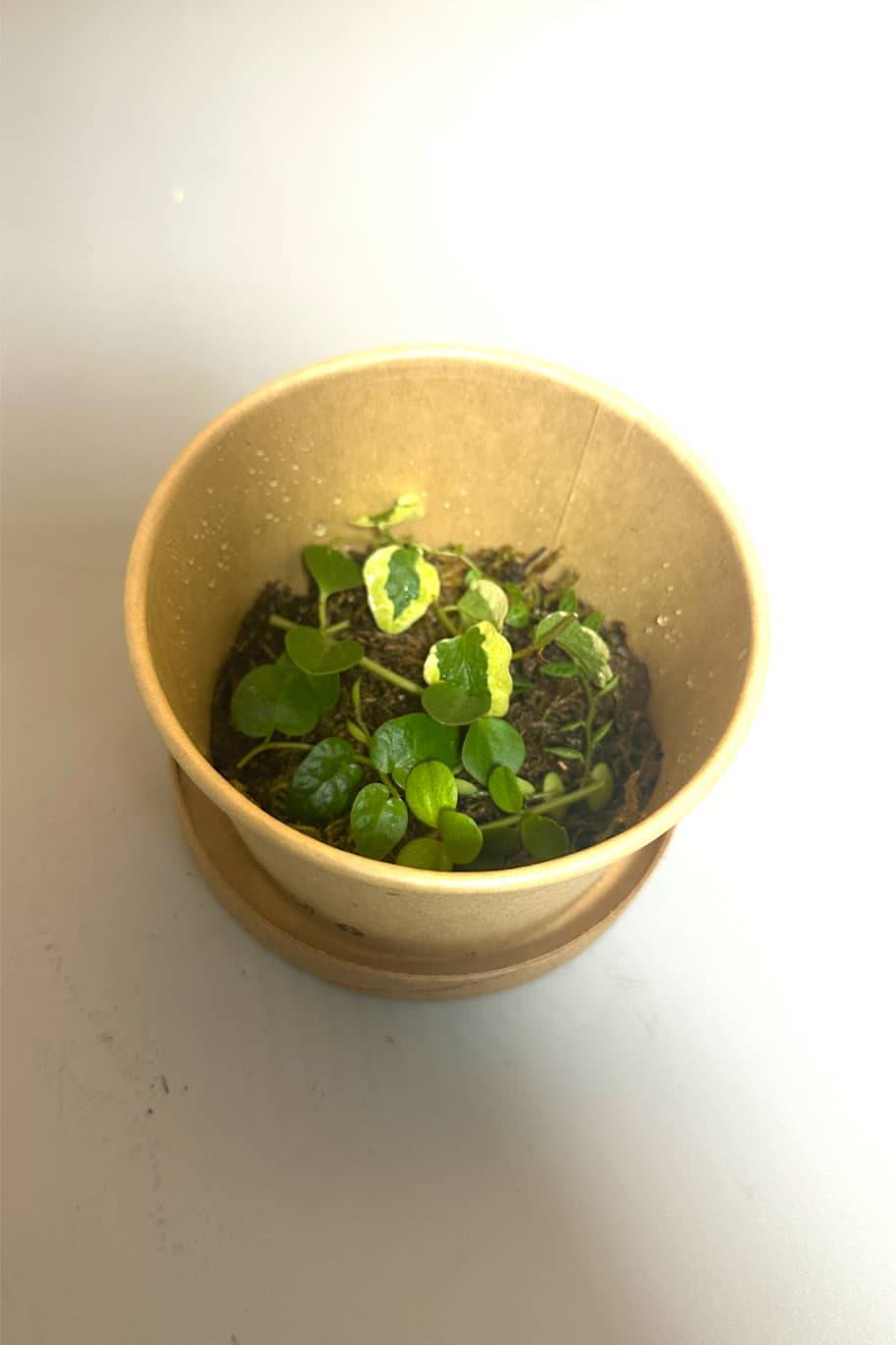 Terrarium Plant Cuttings