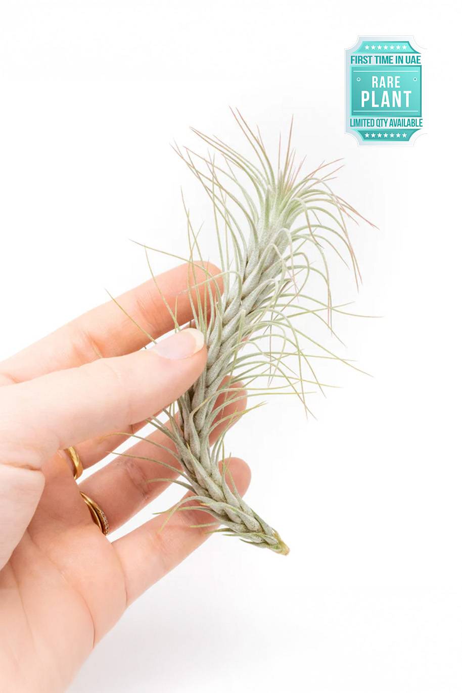 Thillandsia Foxtail Air plant