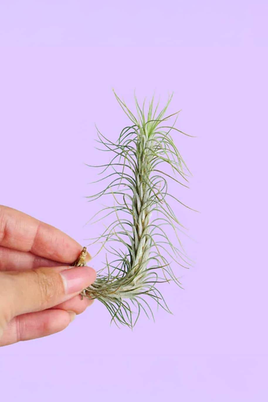 Thillandsia Foxtail Air plant