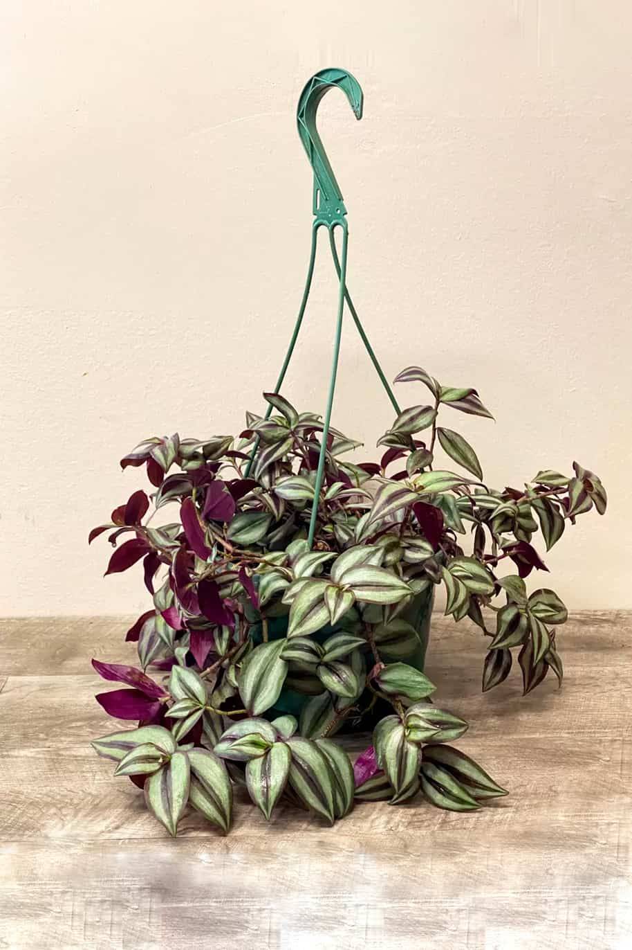 Tradescantia Zebrina Hanging